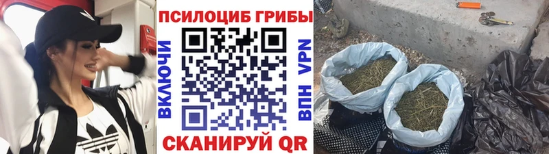 Псилоцибиновые грибы Psilocybe Среднеуральск